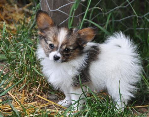 AKC Happy, Healthy Papillon Puppies new hampshire, new hampshire. . Papillon puppies for sale new hampshire